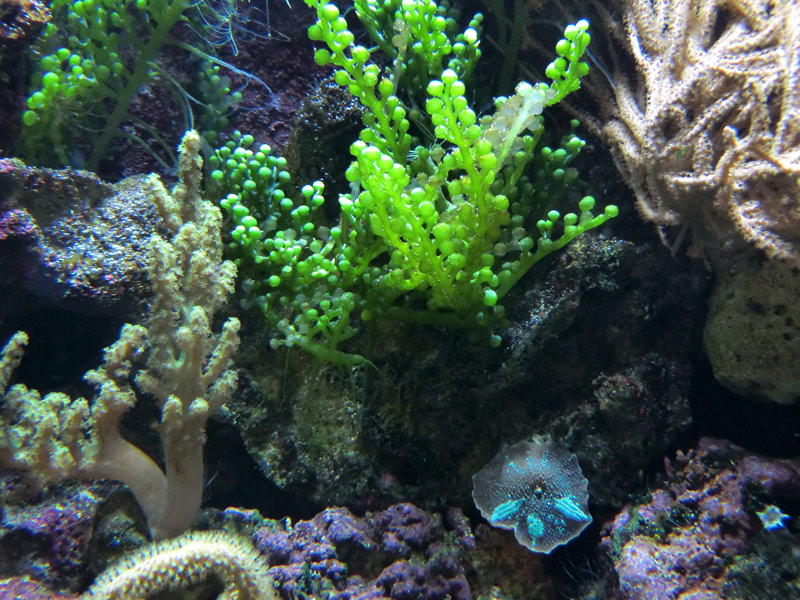 Scheibenanemone Discosoma sp. im Zoo Wuppertal im Februar 2012